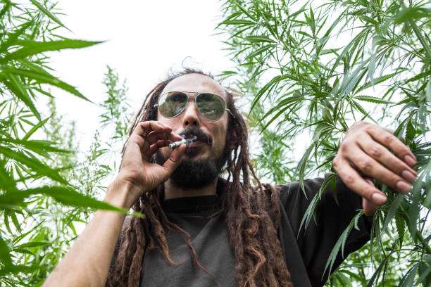 Rastafarian with glasses smoking marijuana joint in cannabis field