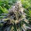 Buy Northern Lights Online