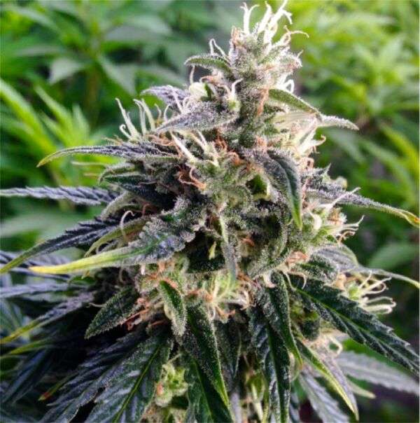 Buy Northern Lights Online