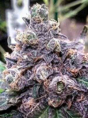 Granddaddy Purple