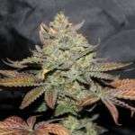 Girl Scout Cookies
