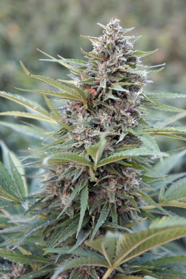 Trump OG