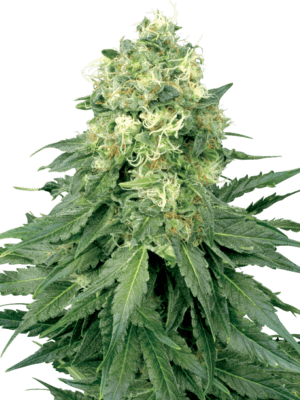 White Widow