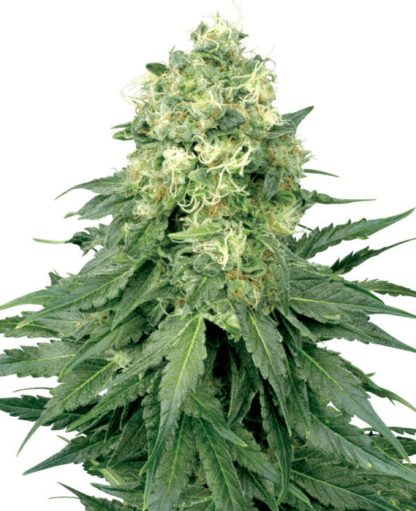 White Widow