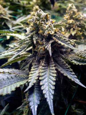Thin Mint Cookies
