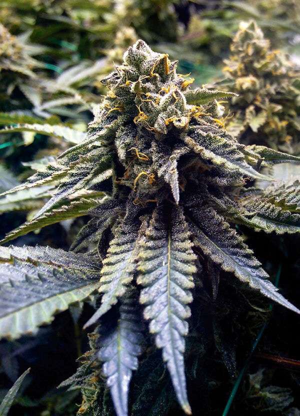 Thin Mint Cookies