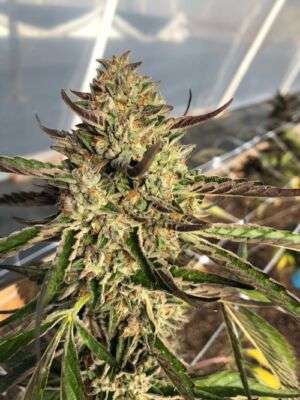 Peanut Butter Breath