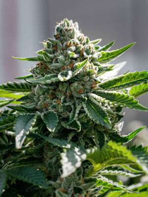 Critical Kush
