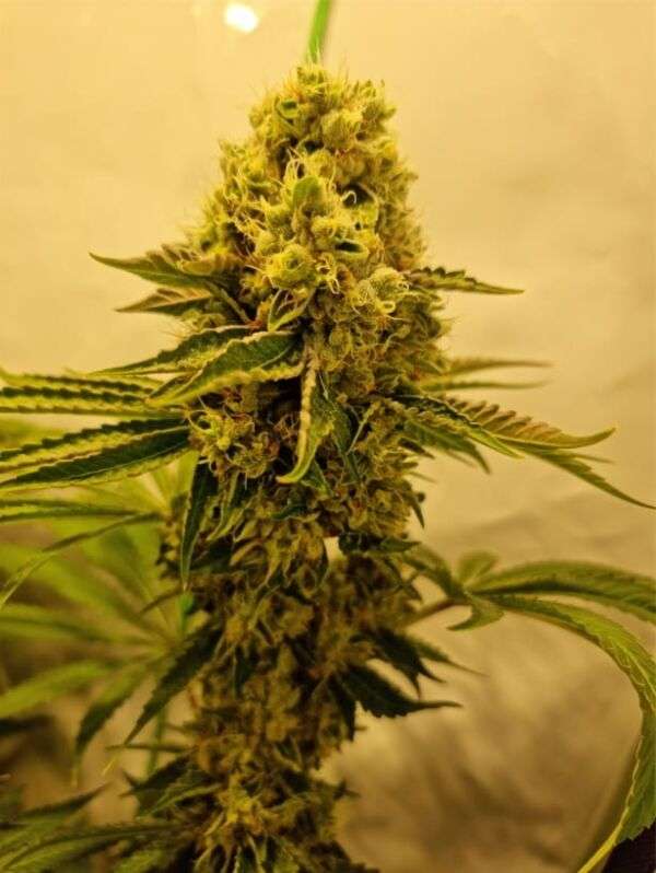 Lemon Kush