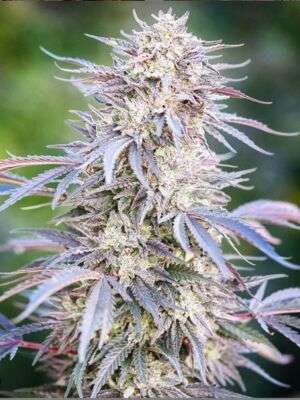 Sundae Driver