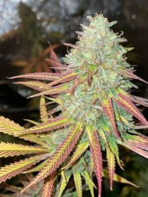 Fruity Pebbles