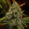 Khalifa Kush