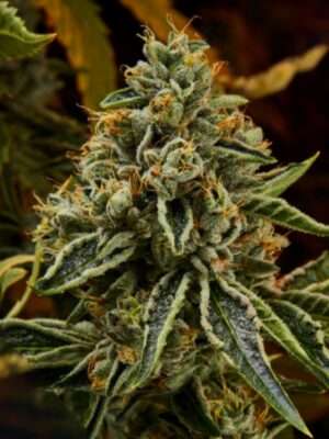 Khalifa Kush