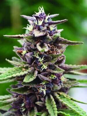 Purple Kush