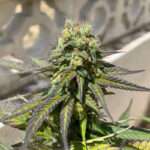 Afghan Kush