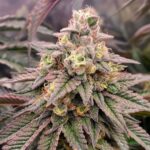 Forbidden Fruit