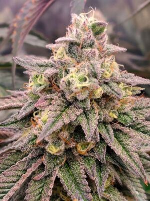 Forbidden Fruit