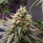 Grape Ape