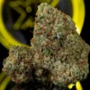 Khalifa Kush