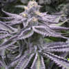 Purple Punch