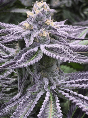 Purple Punch