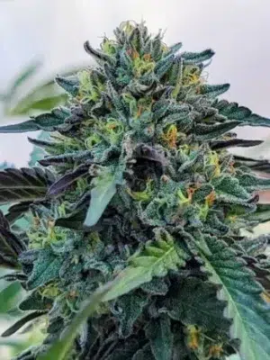 Blue Cookies