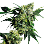 Mr Nice G13 X Hash Plant