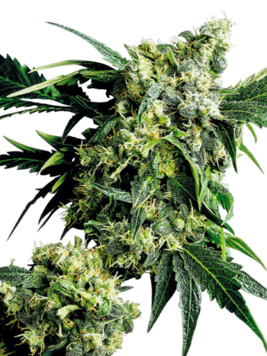 Mr Nice G13 X Hash Plant