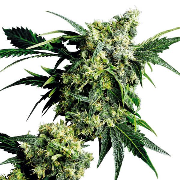 Mr Nice G13 X Hash Plant