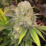 Master Kush