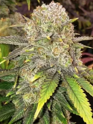 Master Kush