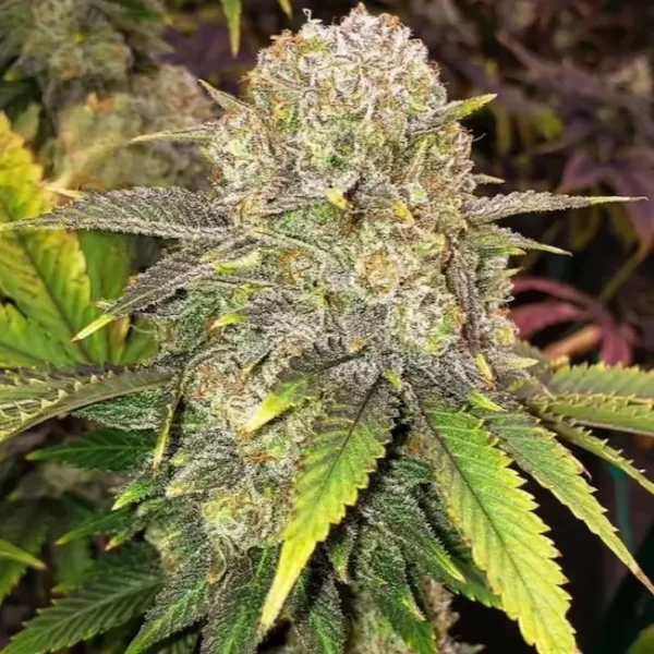 Master Kush