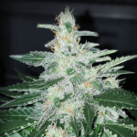 Skunk #1