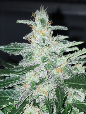 Skunk #1