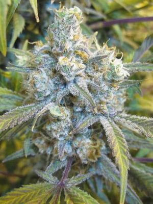 Silver Haze