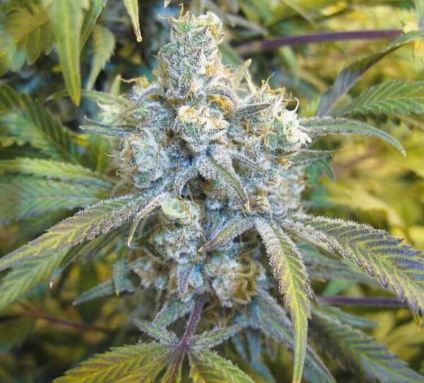 Silver Haze