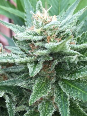 Jamaican Pearl