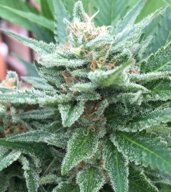 Jamaican Pearl