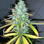 Afghani #1