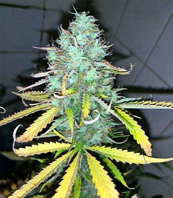 Afghani #1