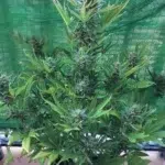 Outdoor Mix