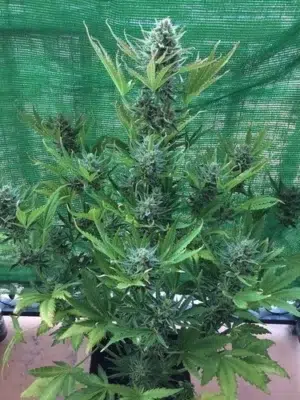 Outdoor Mix