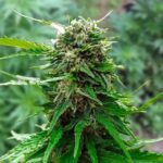 Early Skunk