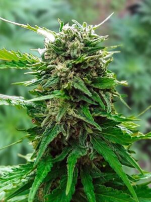 Early Skunk