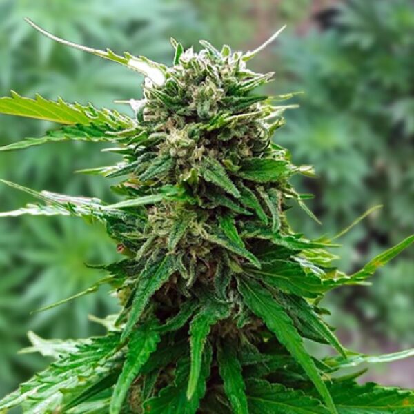 Early Skunk
