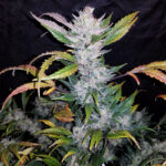 Mexican Sativa