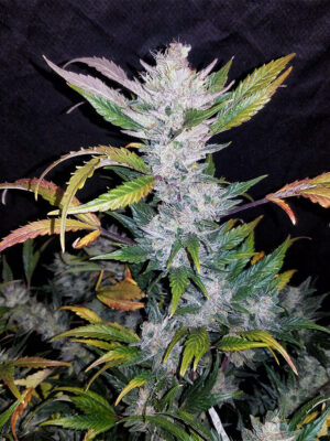 Mexican Sativa