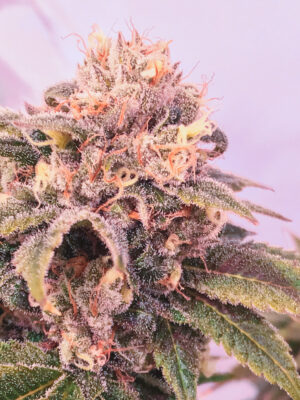 Mother's milk