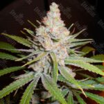 White Skunk
