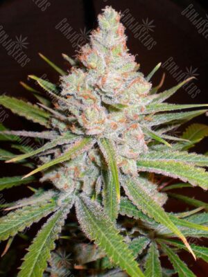White Skunk